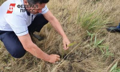 На юге Новосибирской области из-за засухи гибнут посевы яровых