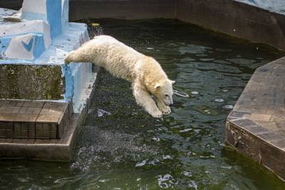 Власти Новосибирской области выделят деньги на поддержку зоопарка