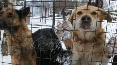 Кто за кого в ответе? Бродячие псы держат в страхе город в Рязанской области
