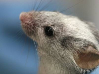 Стимулируя клетки мозга, ученые заставили мышей ощущать отсутствующие запахи - polit.ru - США - Италия