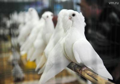Более 200 голубей выпустят в небо у Музея Победы на Поклонной горе 24 июня