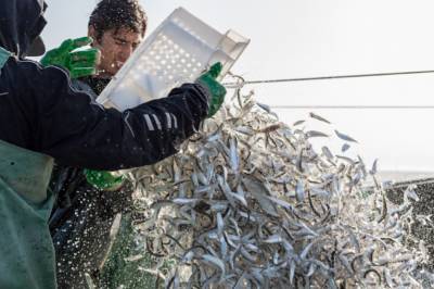 Объем добычи рыбы в Дагестане вырос в 1,7 раза