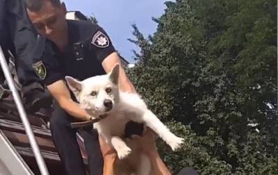 В Харькове представители МВД спасли от страшной смерти собаку (видео)