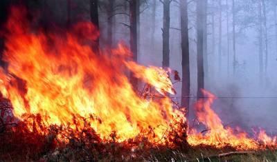 Минприроды выступило против отказа регионов тушить лесные пожары