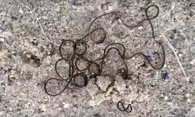 «Фу, какая гадость!»: туристы нашли в водоёме Карелии страшных червей, а мы выяснили, опасны ли они для человека