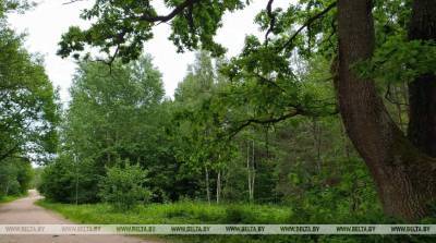 Запреты и ограничения на посещение лесов действуют в 9 районах Беларуси
