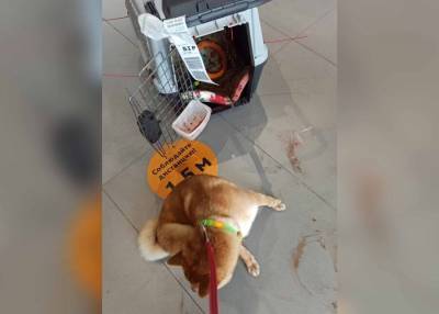 "Аэрофлот" не выявил нарушений при перевозке получившей травмы собаки