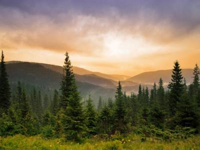 Зеленский подписал закон об инвентаризации лесов