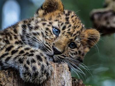 Маленькие амурские леопарды в зоопарке США впервые вышли в вольер: милое видео