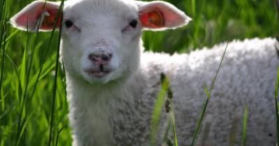 Более 900 овец замерзли насмерть в Туве из-за снега с ветром