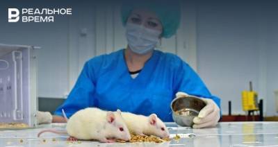 КФУ начал тестировать вакцину от коронавируса на мышах