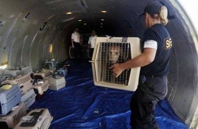 МАУ отстранила своего топ-менеджера из-за гибели 38 щенков на рейсе Киев – Торонто