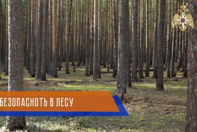 Жителям Тверской области напомнили, как правильно ходить в лес