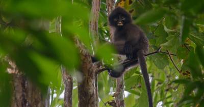 Анализ фекалий раскрыл три новых вида приматов