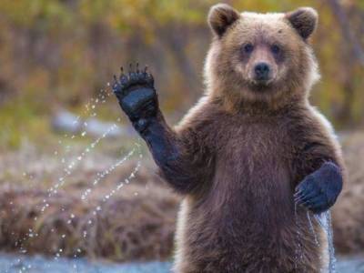 Реакция туристов после встречи с диким медведем покорила Сеть