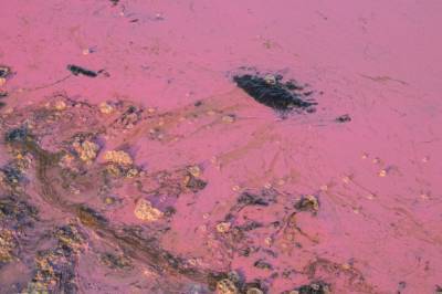 В Одесской области воды нацпарка "Тузловские лиманы" стали розовыми