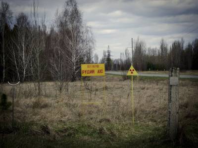 Киев пустил на продажу радиоактивный лес Чернобыля