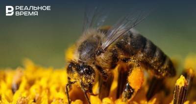 Зяббаров пообещал разобраться с отравлением пчел в Заинском районе