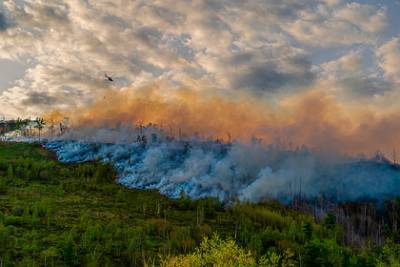 Минприроды предложило обязать тушить лесные пожары в зонах контроля