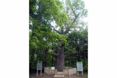 369-летний чувашский дуб поборется за звание главного дерева страны