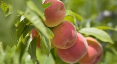 Одесские фермеры начали сбор ранних сортов персиков