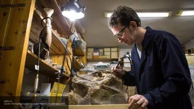 Японские палеонтологи нашли самое маленькое яйцо динозавра