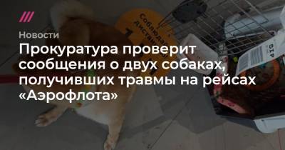 Прокуратура проверит сообщения о двух собаках, получивших травмы на рейсах «Аэрофлота»