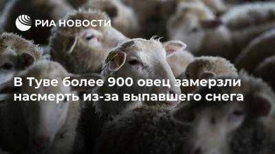 В Туве более 900 овец замерзли насмерть из-за выпавшего снега