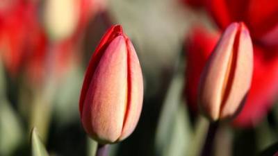 Тюльпан. История страсти