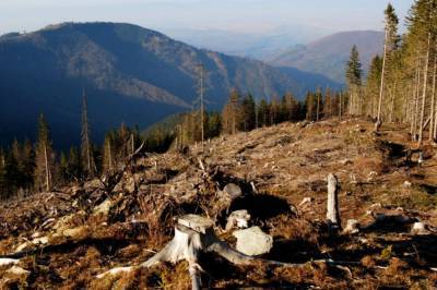 Деревья в украинских Карпатах незаконно вырубают для стульев известной компании, - расследование