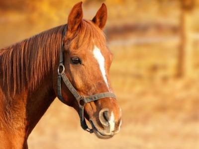 У жителя Барышского района увели лошадь и спрятали в лесу