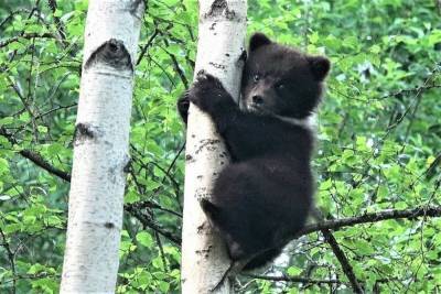 Жители Тверской области спасли медвежонка из Республики Коми