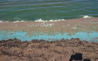В Балтийском море появились сине-зеленые водоросли