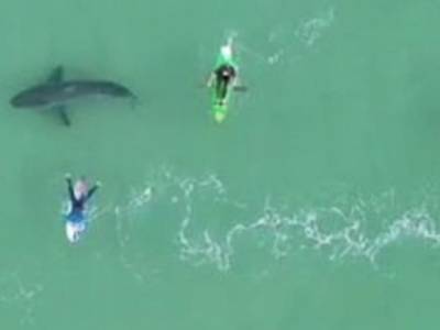 Туристы нарушили покой акулы возле побережья ЮАР