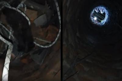 Житель Динской спас котенка из колодца глубиной 12 метров