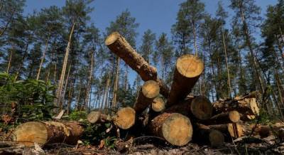 The Guardian: Незаконно вырубленный лес из Украины идет на мебель IKEA