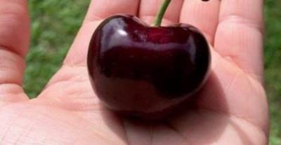 В Италии выросла самая большая в мире ягода вишни (ФОТО)