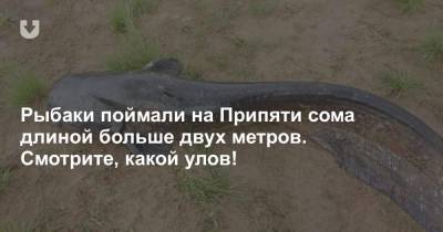 Рыбаки поймали на Припяти сома длиной больше двух метров. Смотрите, какой улов!