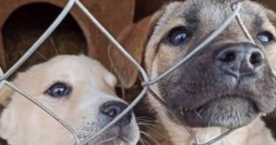 В Ивано-Франковской области затопило собачий приют: зоозащитники бьют тревогу