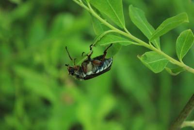Студентка открыла почти 20 видов неизвестных науке жуков