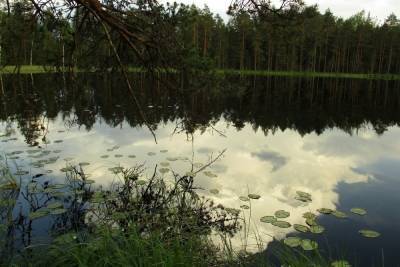 На озере в Тверской области нашли орхидею занесенную в Красную книгу