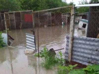 На Прикарпатье затопило приют для животных: собак спасают, им некуда возвращаться