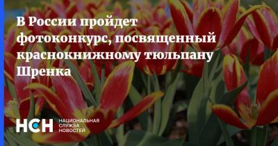 В России пройдет фотоконкурс, посвященный краснокнижному тюльпану Шренка