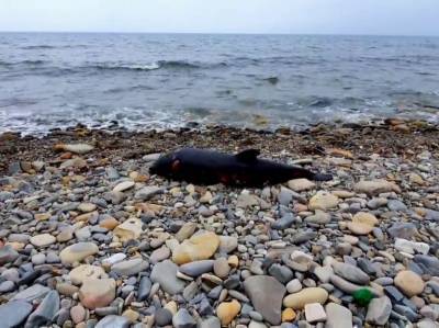 На пляжах Сочи и Анапы отдыхающих ждут мертвые дельфины и нефть