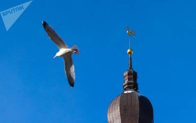 Ригу атаковали чайки: возмущенные рижане активизировали голосование против птиц