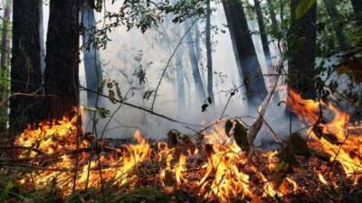 В Украине ожидается чрезвычайный уровень пожарной опасности в восточных регионах, - ГСЧС