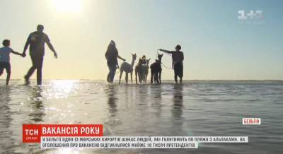 В Бельгии ищут людей, которые будут гулять по пляжу с альпаками (видео)