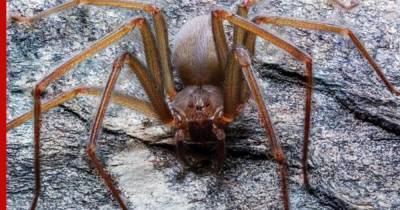 Иркутяне предпочли в качестве домашних питомцев пауков, скорпионов и рысей
