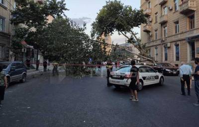 В центре Тбилиси на улице Тамарашвили упало дерево