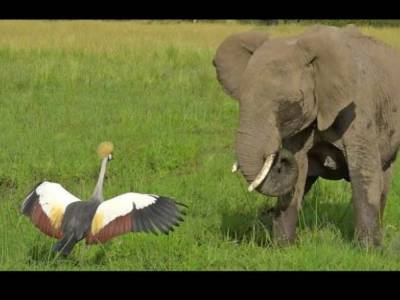 Агрессивный журавль отогнал слоненка от своего гнезда